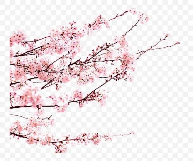 桃花 花 粉色的花 中国风 
