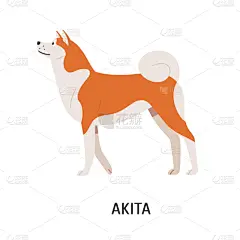 可爱的,狗,日本,秋田,友谊,华丽的,纯种犬,哺乳纲,自然美,站