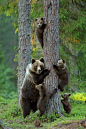 Bear Family by Lauri Tammik | Animals