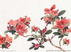 骸小兔采集到免扣鲜花