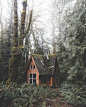 Photo Of Wooden House In Forest