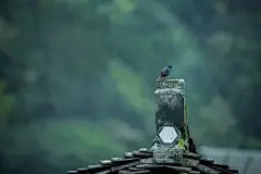 今日立春丨万物复苏，春暖花开 : 诗词天地，诗意生活倡导者。