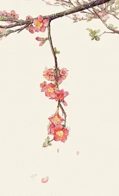 水彩---樱花-梨花-桃花-海棠花、梅花 - 高清图片，堆糖，美图壁纸兴趣社区