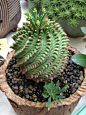 Euphorbia obesa x Bupleurifolia: 