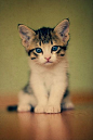 Kitten blues: 网盘资源搜索soupanjun.com #喵星人# #萌#