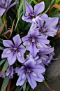 花园里的花，紫色的花 
flowers garden, purple flowers  