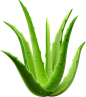 芦荟2