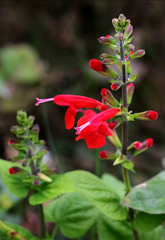 红花鼠尾草朱唇