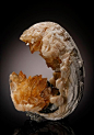 Calcite in Fossil Bivalve