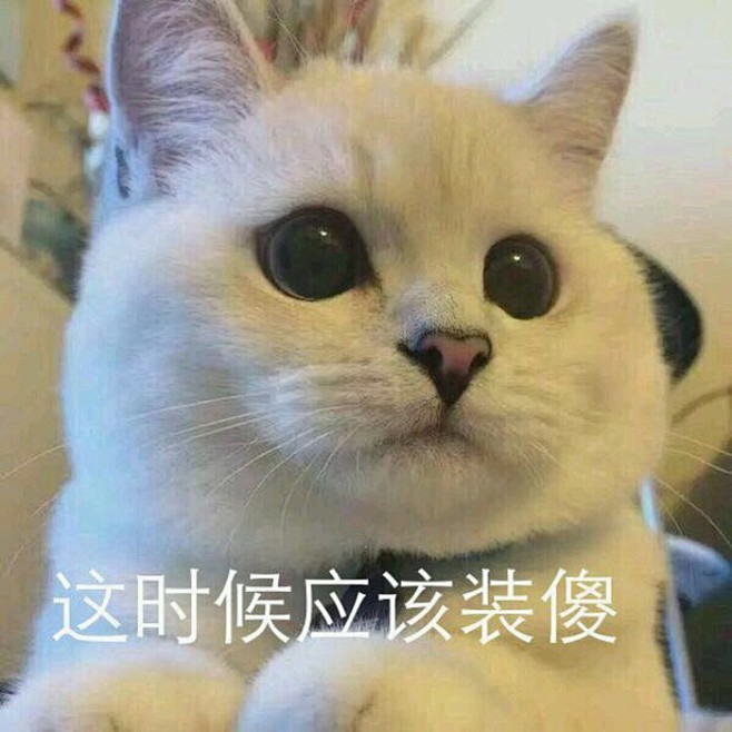 猫咪