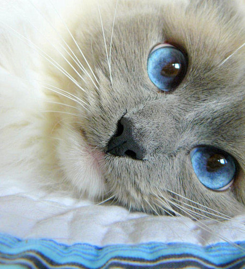 蓝眼睛
