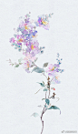 凑十了！水彩小花系列#水彩花卉# #水彩植物# #每日一画# ​​​​