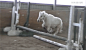 This-Is-Life • horseygifs: AsharpJumper77