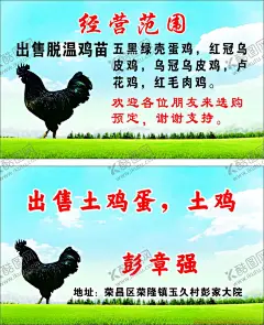 黑鸡 【酷图网】黑鸡,鸡,鸡肉,蓝天,白云,草地,名片,卡片