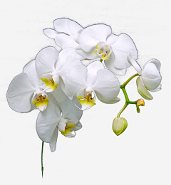 爱胖小源的游四采集到花