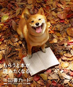 ZMゞ采集到动物