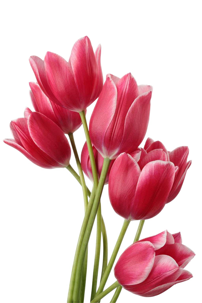 花卉鲜花郁金香免扣素材png