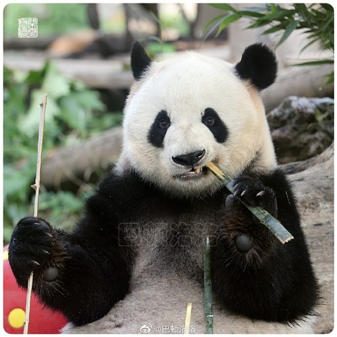 睁着大眼睛的萌兰。 2021.10.8.摄于北京动物园 大熊猫萌兰超话