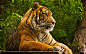 全部尺寸 | sumatran_tiger-wide | Flickr - 相片分享！