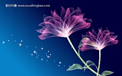 漂亮透明花桌面壁纸图片 - 桌面壁纸图片 - 素材风暴