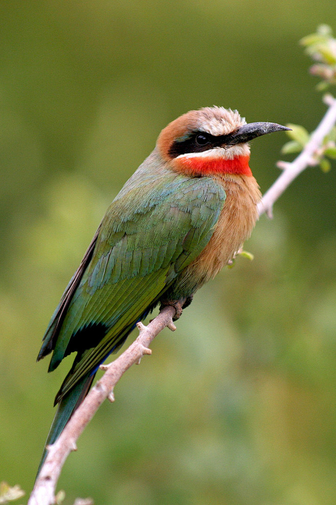 佛法僧目蜂虎科蜂虎属白额蜂虎