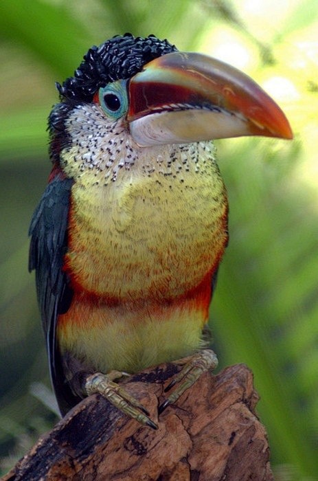 卷曲，，凤头Aracari（Pterog...