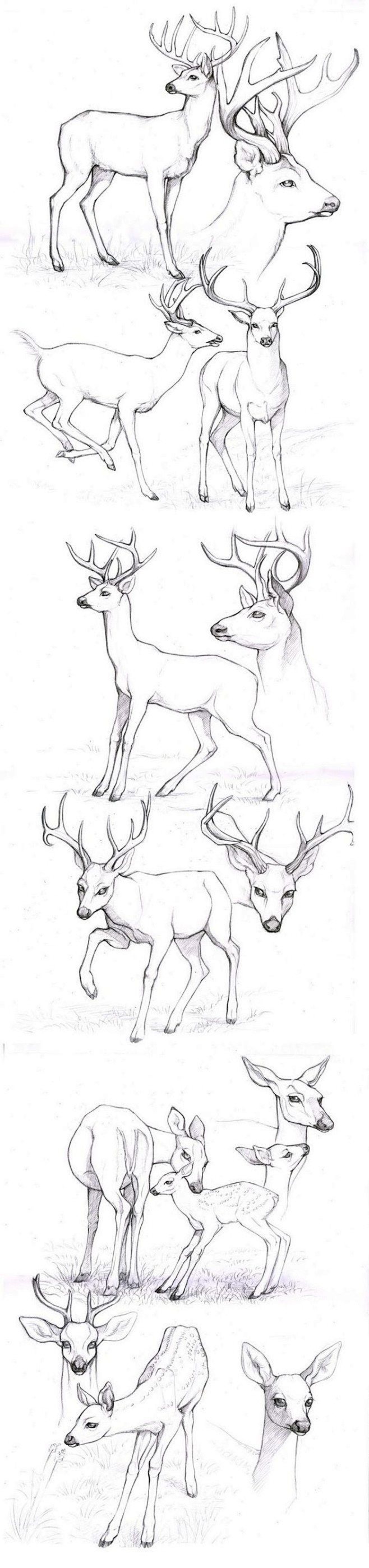 【绘画素材】sketches_deers...