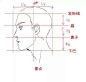 三庭五眼-面部结构比例