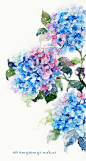 Hydrangea (scan) by Tsutsuji-Sakai on deviantART