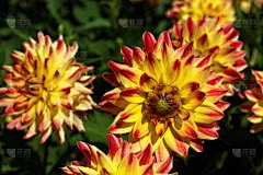 春天,花朵,德国,色彩鲜艳,白羊座,接力赛,清新,背景分离,壁纸,自然美