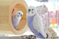 #发现日本#  鸟的合同写真＆物贩展「鳥物語トリストーリー展」4月27日～5月13日在浅草桥的TODAYS GALLERY STUDIO举办。展出在SNS上大人气的约20组出展者拍摄的麻雀、鹦鹉等鸟类的200多件写真作品，还有各种鸟类的商品贩售。5月还将在名古屋巡回展出，具体时间地点如下：<br/>「鳥物語トリストーリー展」<br/>​​​​...展开全文c