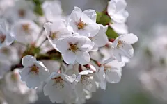 宽屏高清晰花卉电脑写真桌面壁纸4