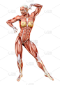3D插图女性数字与肌肉地图上的白色