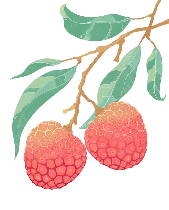 荔枝 插画 水果插画 - 小红书-花瓣网