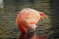 粉红色的火烈鸟把头浸入水中，引起涟漪图片下载