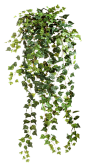 Ivy 001 - Clear Cut PNG by Travail-de-lame on DeviantArt