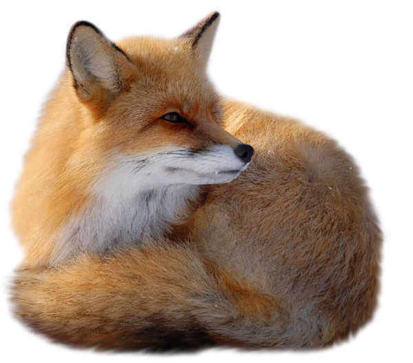 狐狸PNG