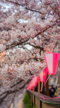 樱花落尽♡采集到风景独好