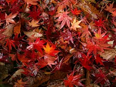 枫叶满地 第二辑桌面壁纸1