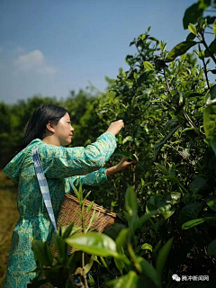 小恶魔~修采集到茶