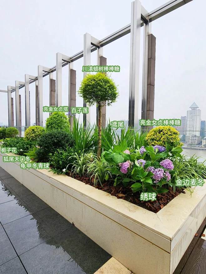 屋顶露台花坛植物搭配丨滨江大道实景案例