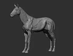 3DTotal Launches New Male Anatomical Reference Figures - ArtStation