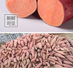 虚己游世22采集到蜜薯