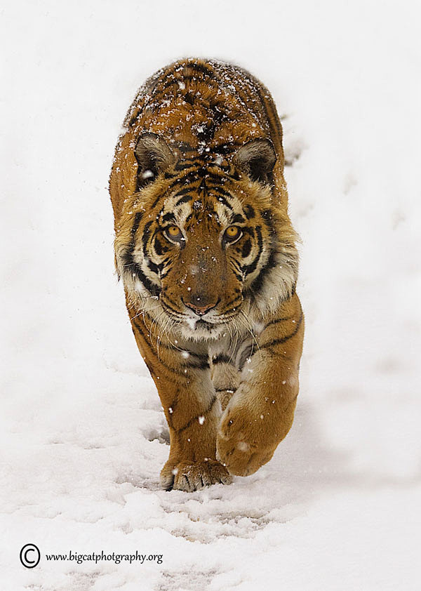 老虎摄影:野外摄影师镜头下的凶猛野兽[2...