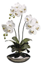 Phalaenopsis floral | Havertys Furniture