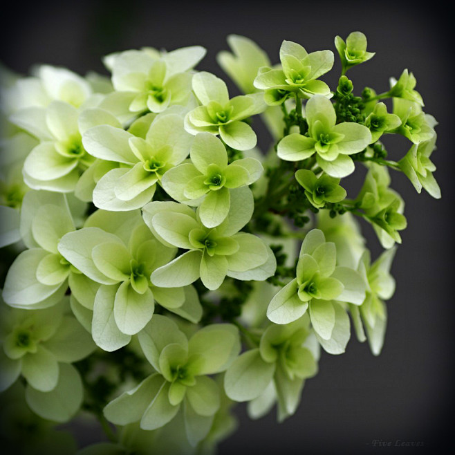  柏葉紫陽花 