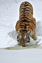 Photograph Ice Licking Tiger by Josef Gelernter on 500px #Tiger#