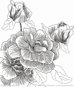 执笔绘佳人采集到线稿-黑白速写-插画花卉