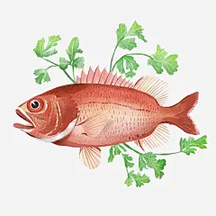 红色植物绘画鱼类图案高清素材 手绘 植物 毛笔风 水墨 水彩 海产 海鲜 生物 红色 鱼 免抠png 设计图片 免费下载