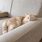 对沙发扶手爱得深沉，一定要靠着睡成一坨才满足 ins：dooboo_cat ​​​​